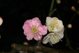 Prunus mume 'Omoi-no-mama' RCP2-09 001.jpg